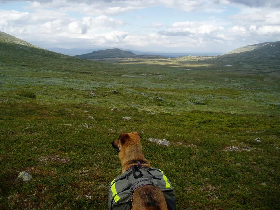 Klicka för att förstora