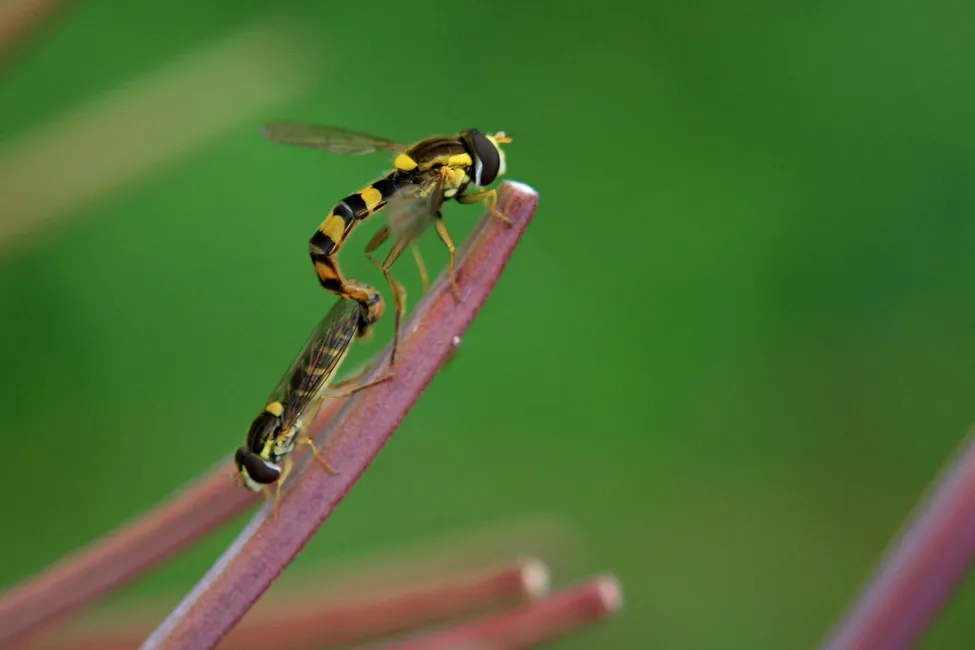 Klicka för att förstora
