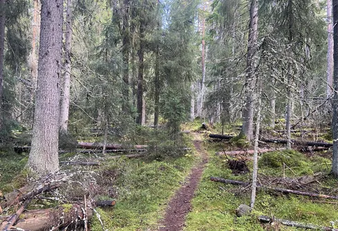 Urskog vid Torvalla 241019