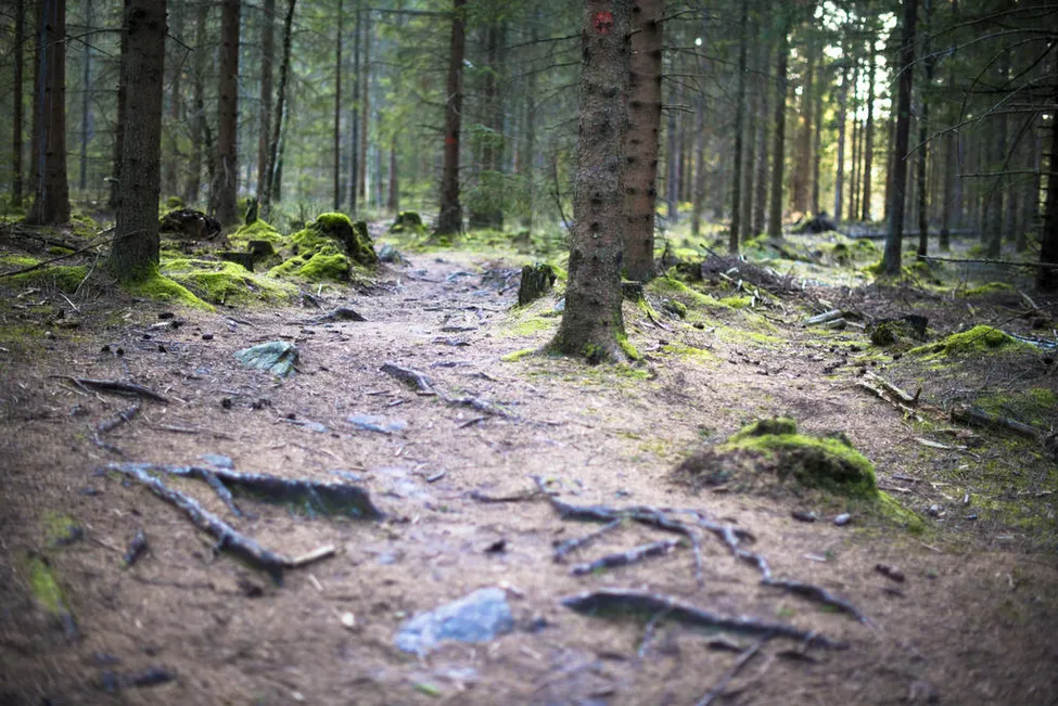 Klicka för att förstora