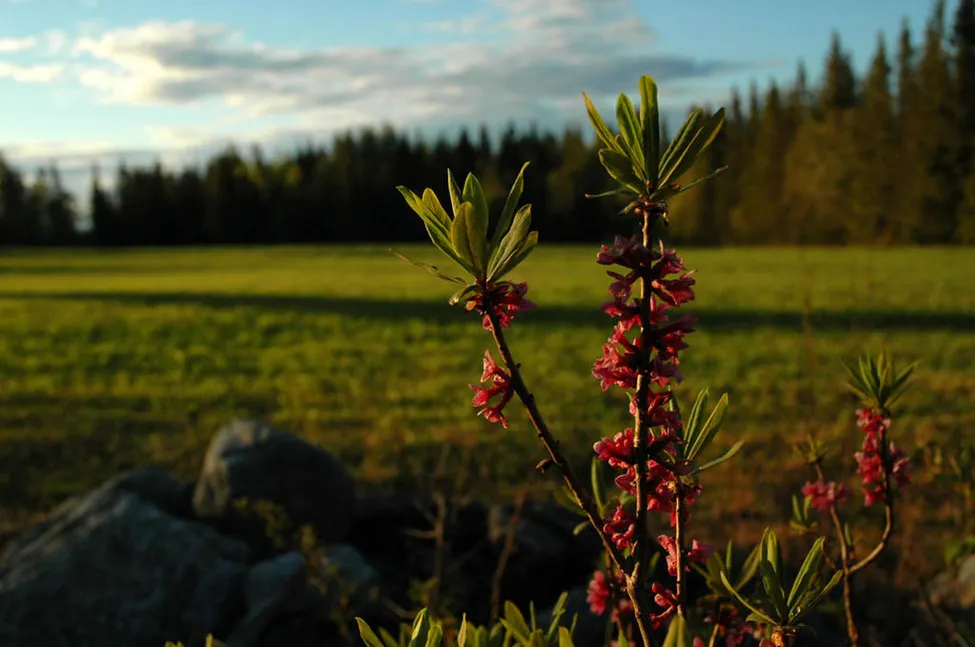 Klicka för att förstora