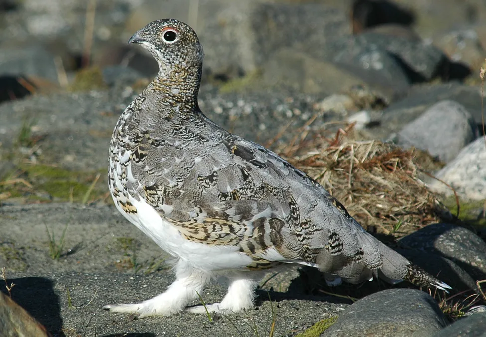 Klicka för att förstora