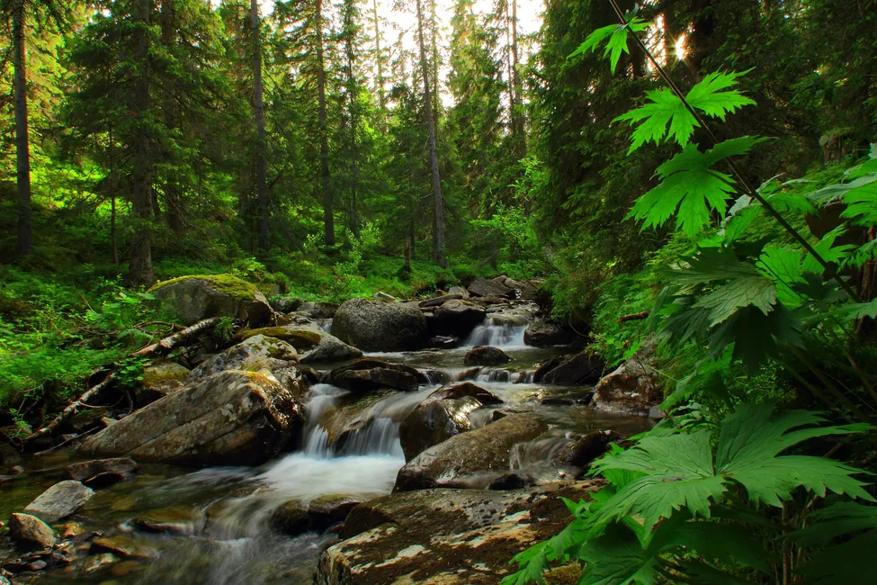 Klicka för att förstora