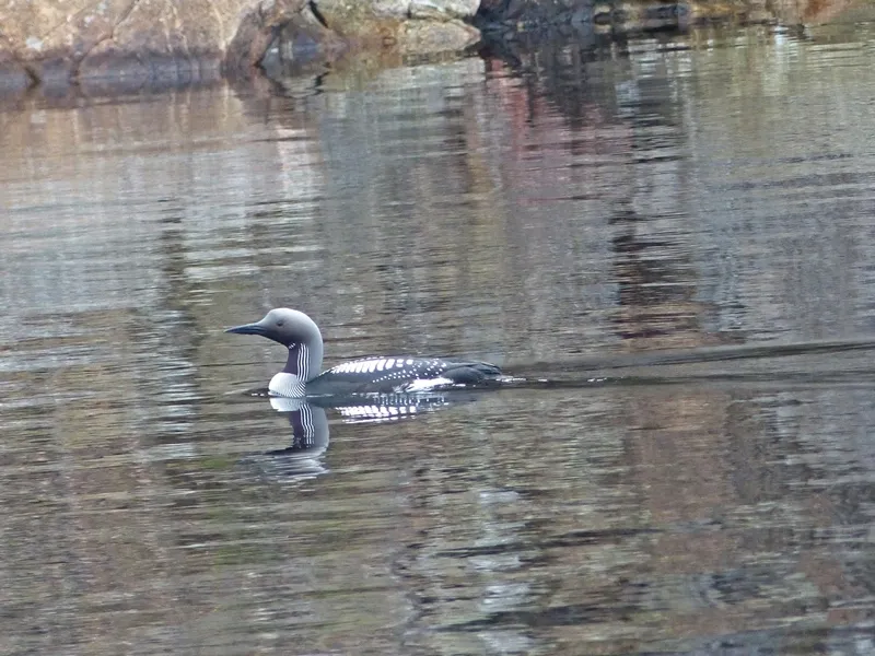Klicka för att förstora