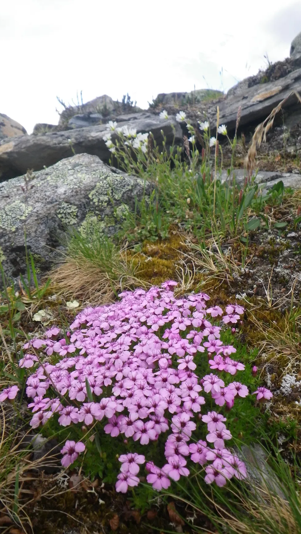 Klicka för att förstora