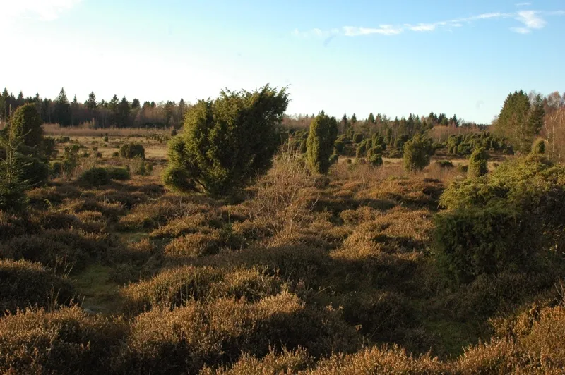 Klicka för att förstora