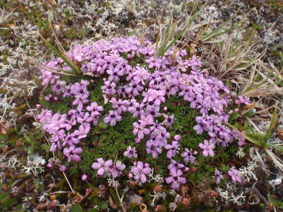 Klicka för att förstora