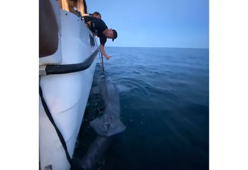 Sveriges längsta fisk – nytt sportfiskerekord på håkäring