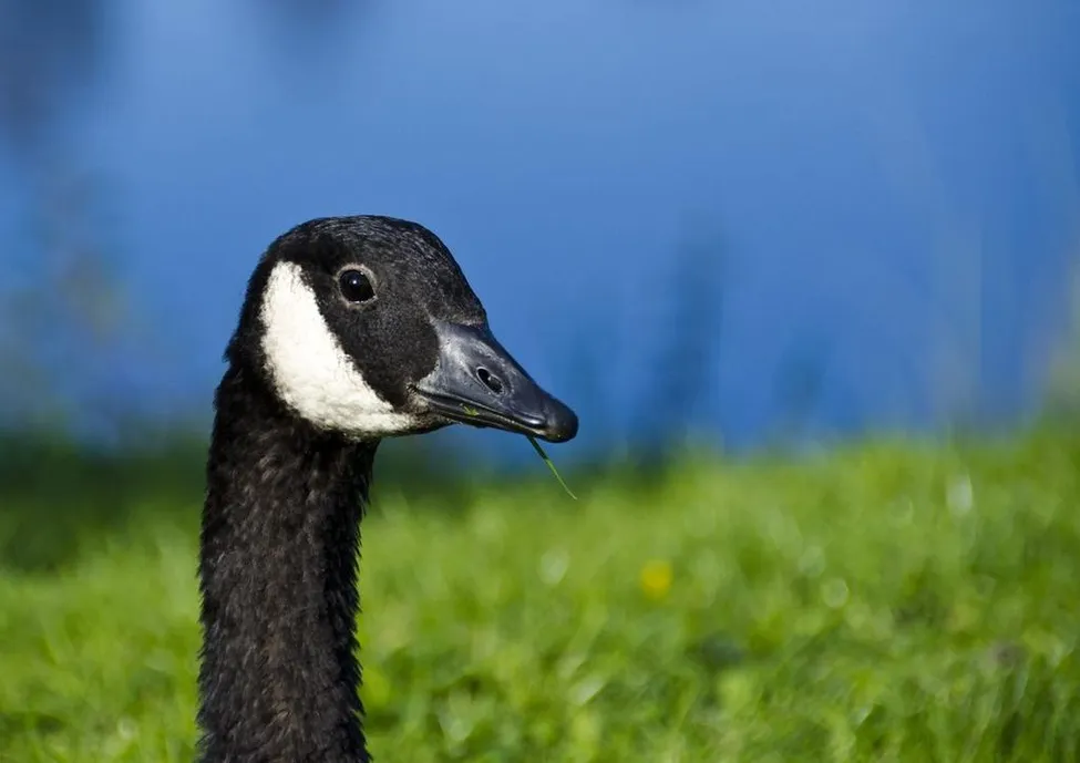Klicka för att förstora