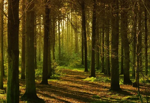 Föredrar du naturens mjuka stigar framför stadens hårda asfalt?