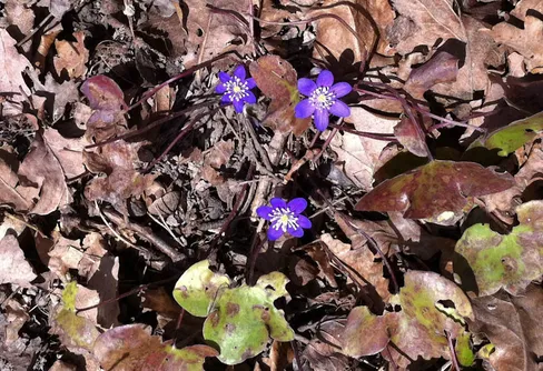 Enklare hitta information om fridlysta arter