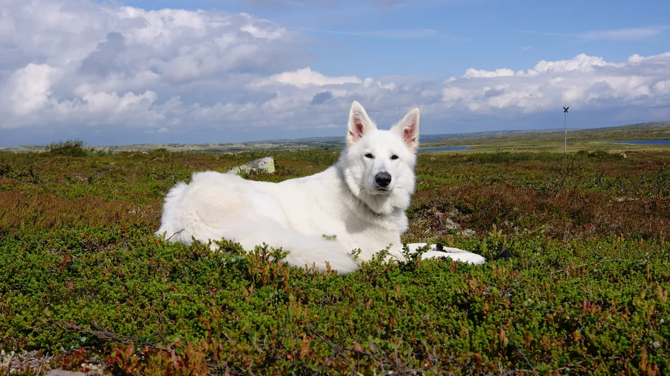 Klicka för att förstora