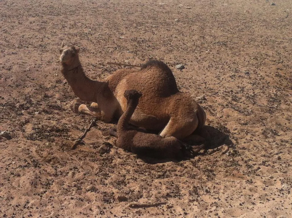 Klicka för att förstora