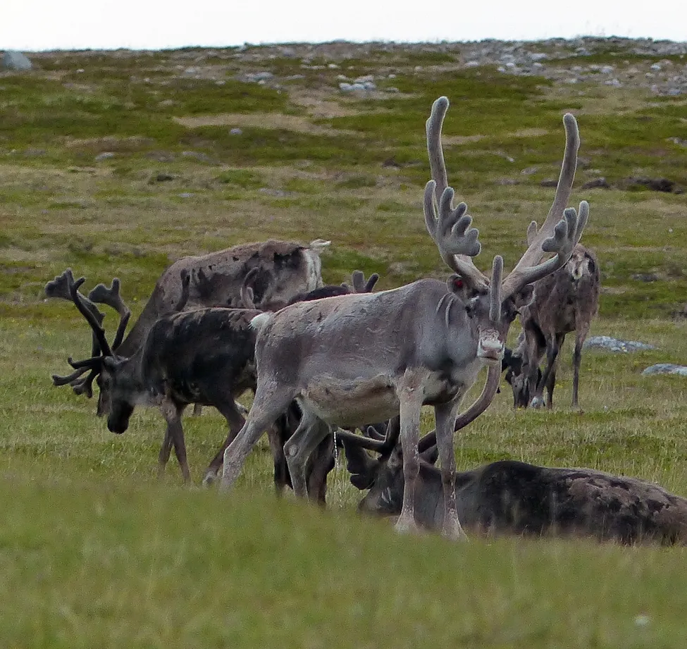 Klicka för att förstora