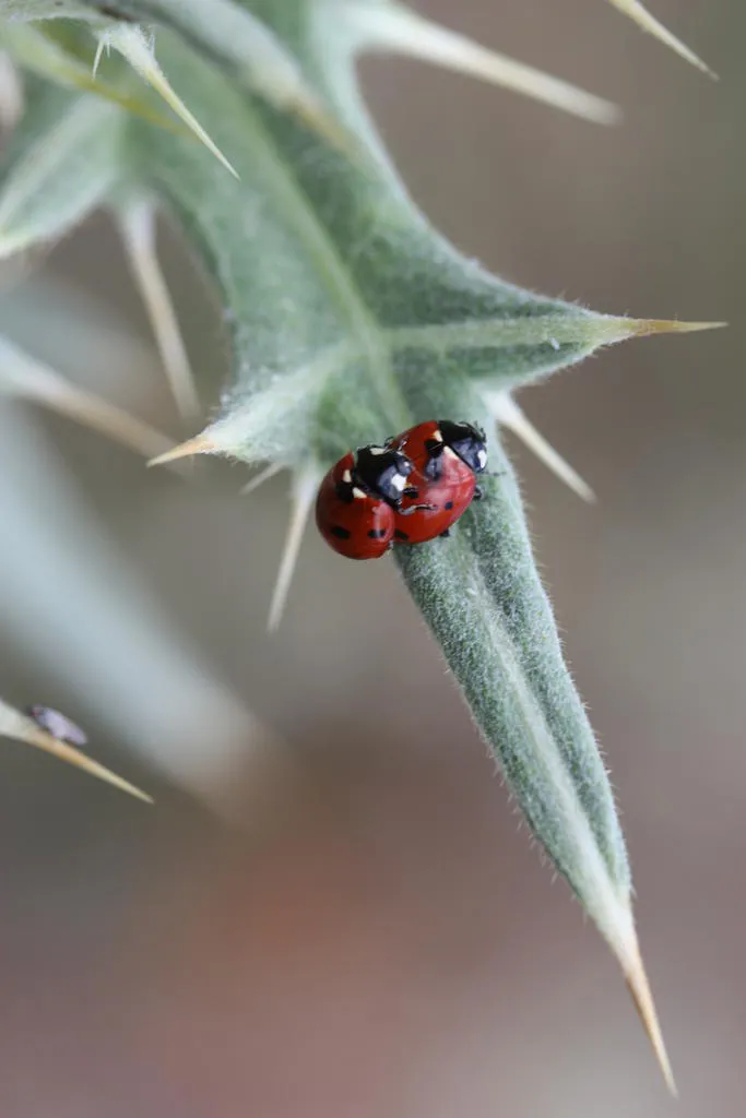Klicka för att förstora