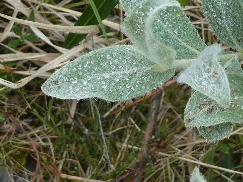 Klicka för att förstora
