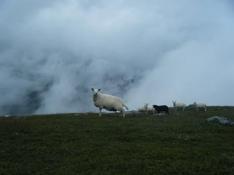 Klicka för att förstora