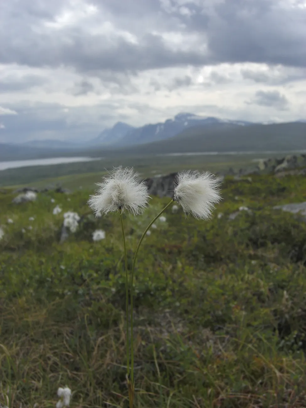 Klicka för att förstora