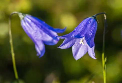 Sveriges nationalblomma är framröstad