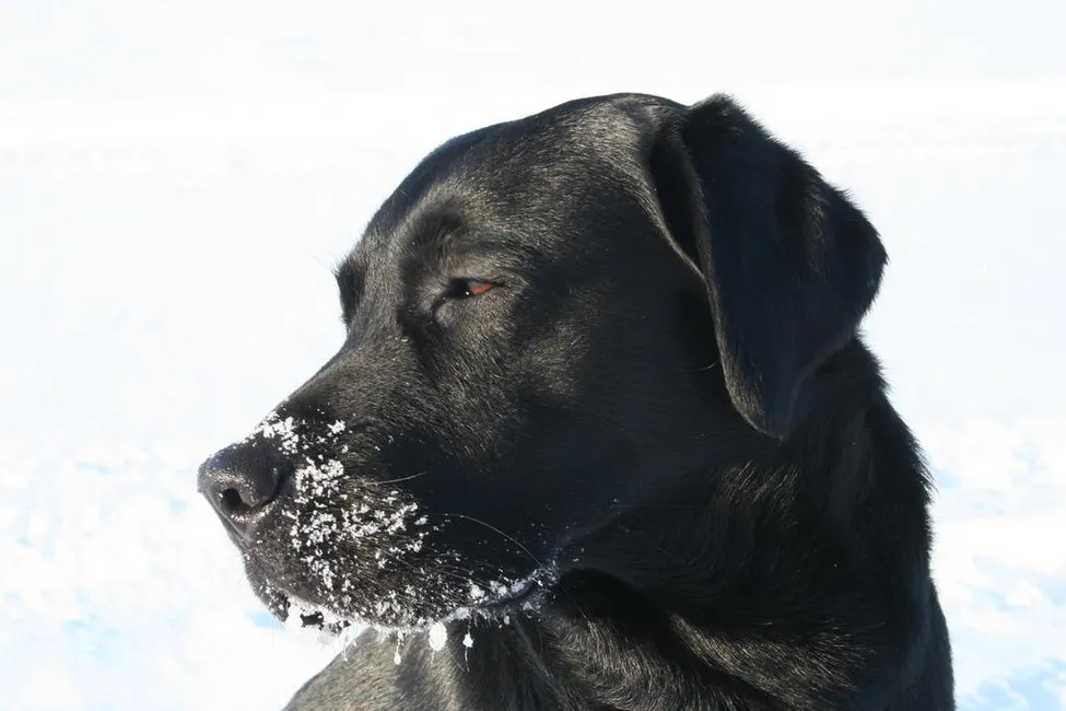 Klicka för att förstora
