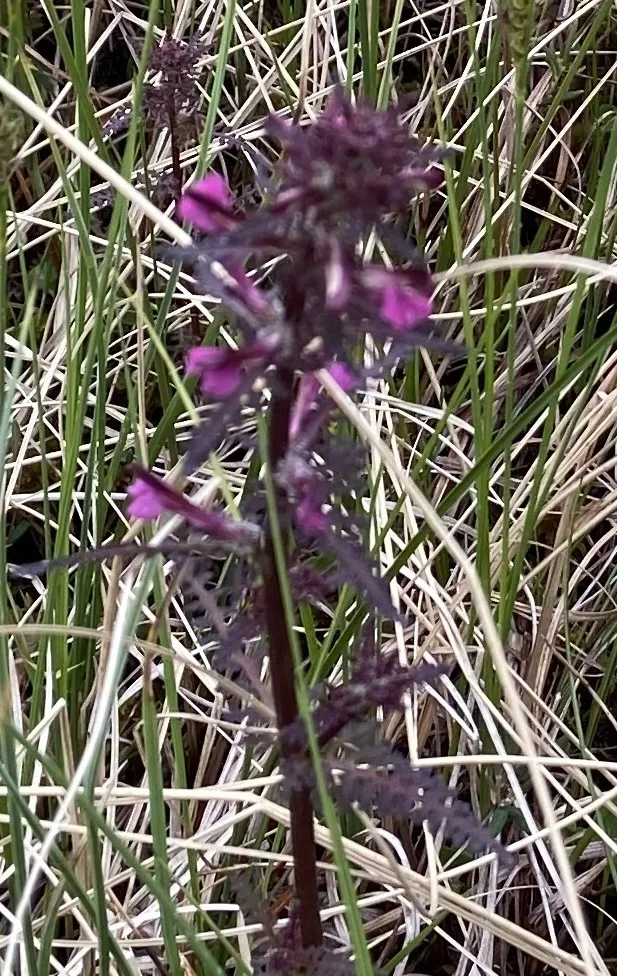 Klicka för att förstora