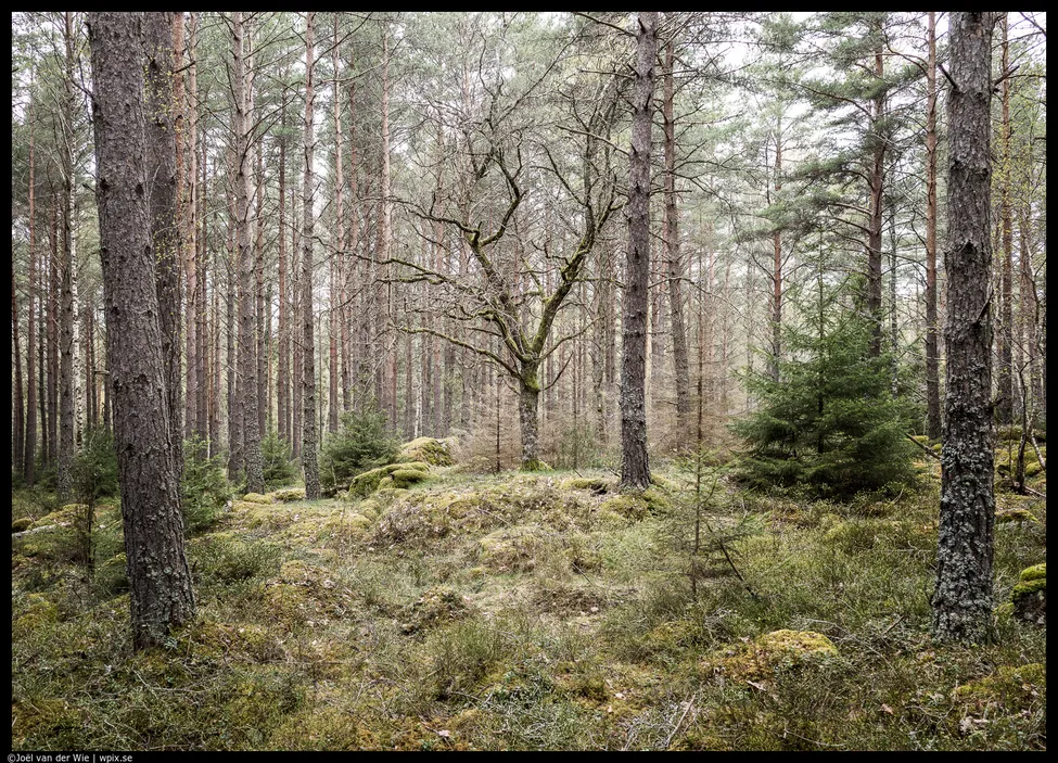 Klicka för att förstora