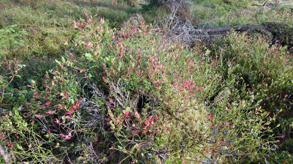 Klicka för att förstora