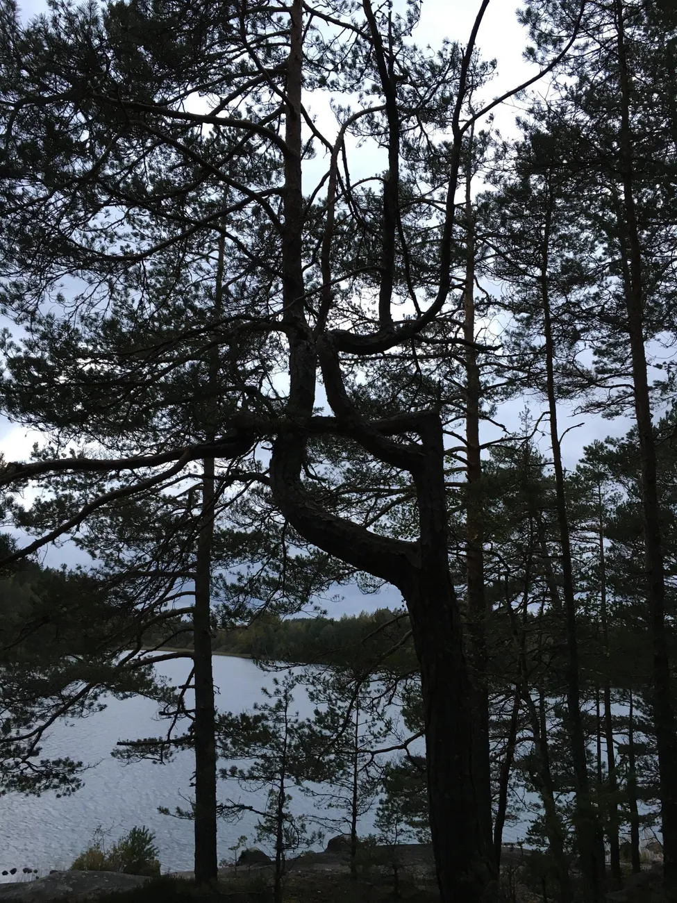 Klicka för att förstora