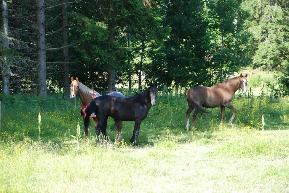 Klicka för att förstora