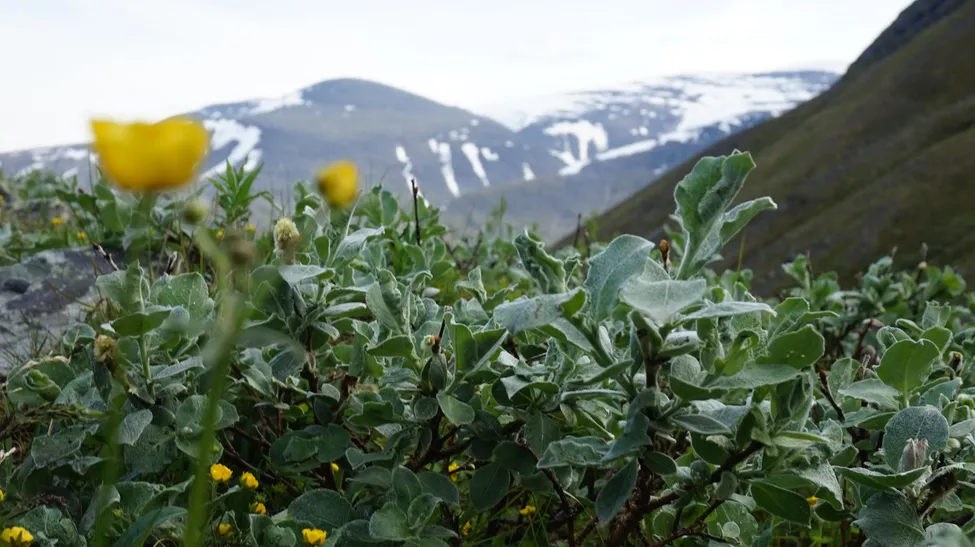 Klicka för att förstora