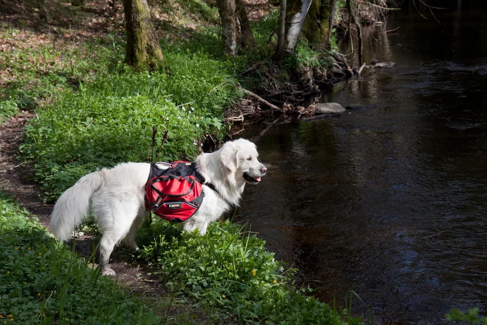 Klicka för att förstora