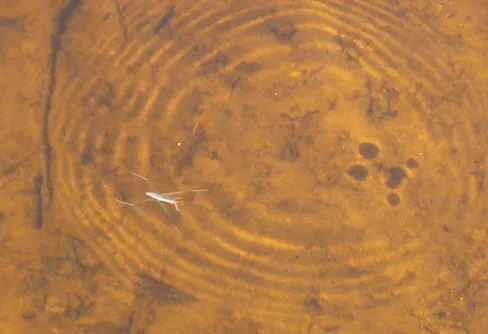 Svaret på bildfrågan är...