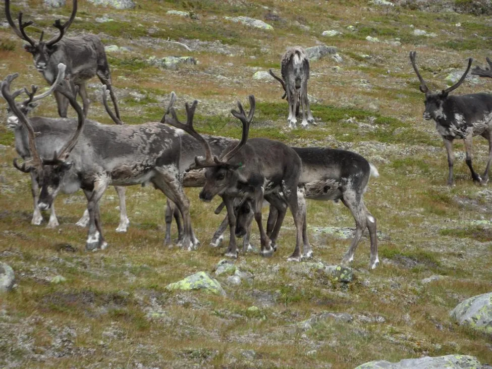 Klicka för att förstora