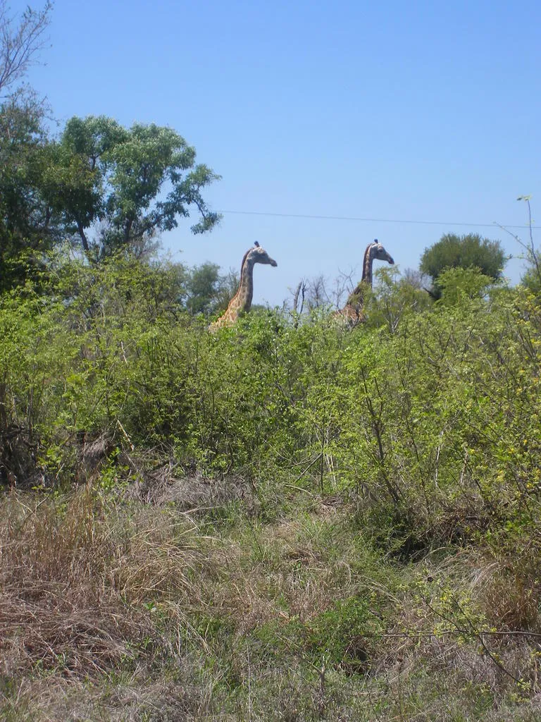 Klicka för att förstora
