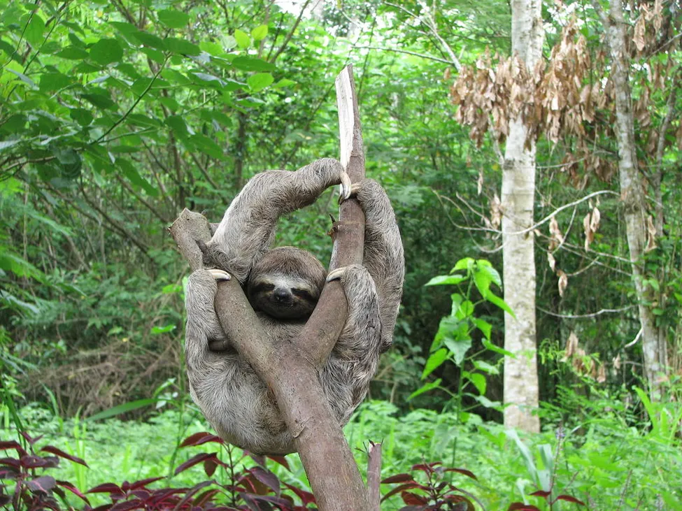 Klicka för att förstora