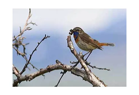 Abisko och Torneträsk 2007