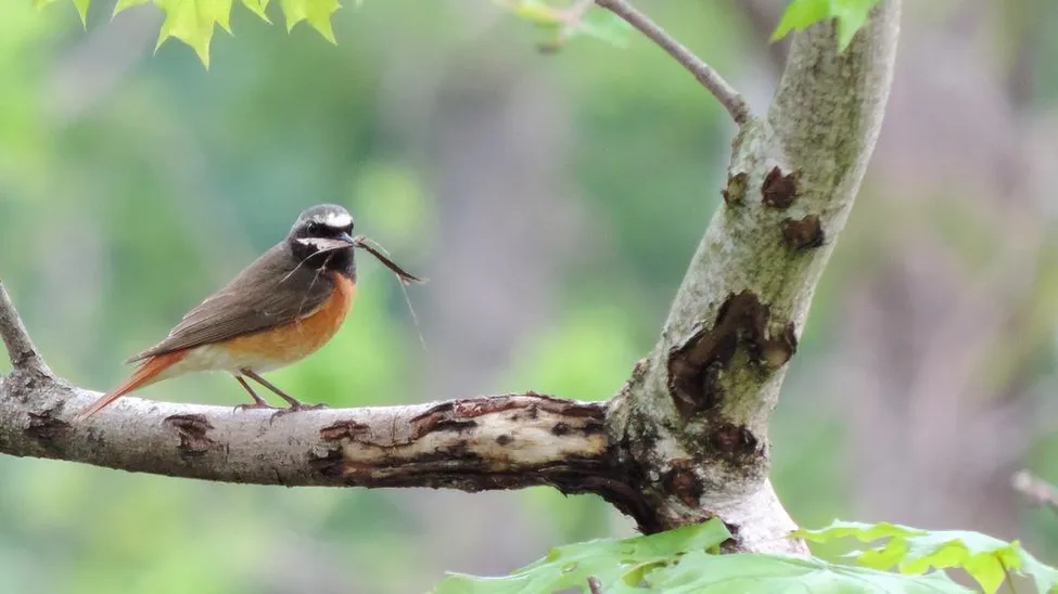 Klicka för att förstora