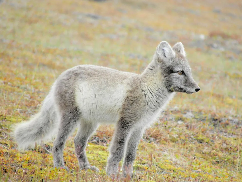 Klicka för att förstora