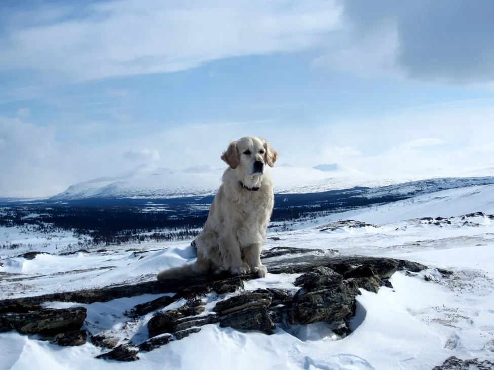 Klicka för att förstora