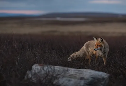 Årets naturfotograf 2014