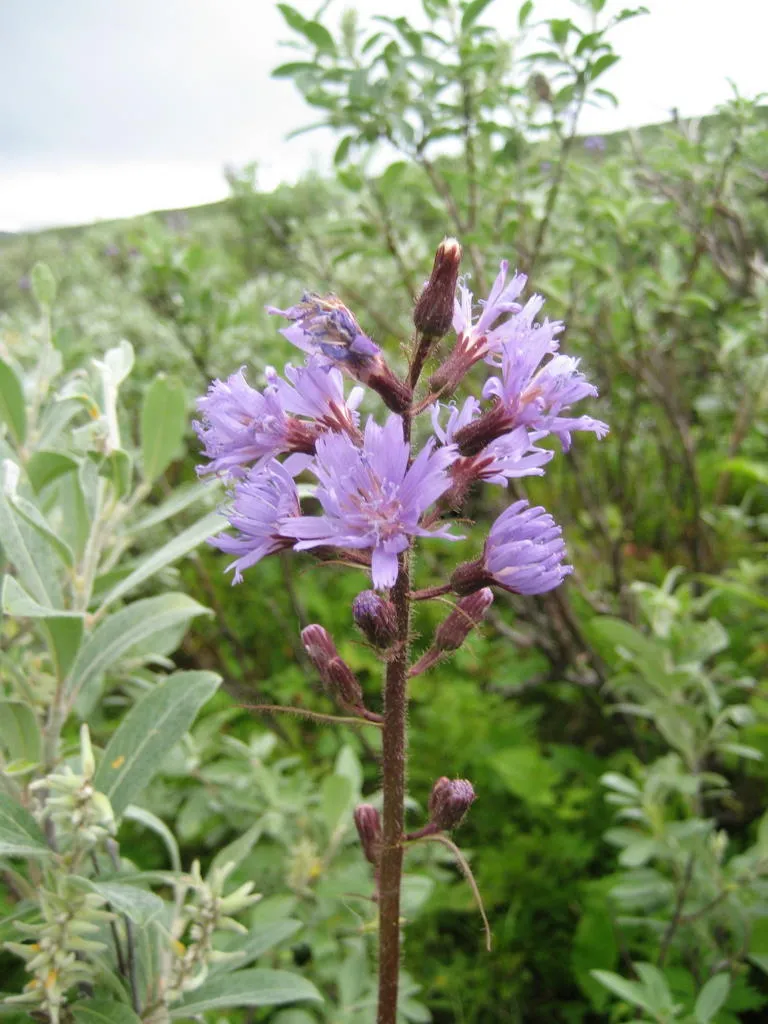 Klicka för att förstora