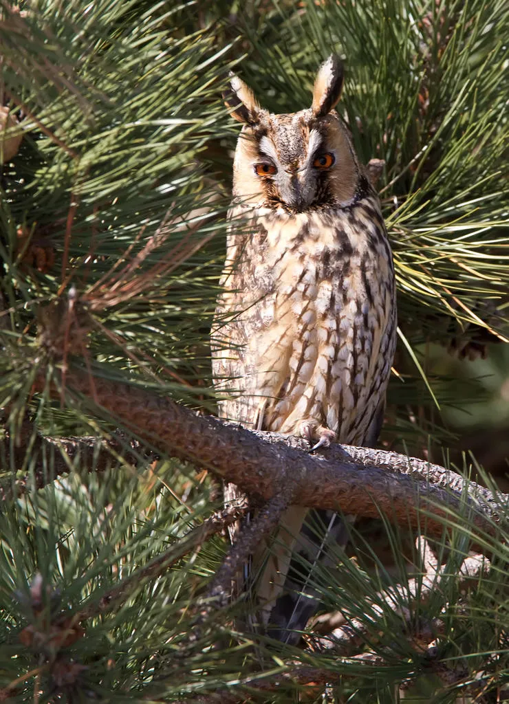 Klicka för att förstora