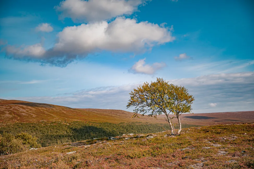 Klicka för att förstora