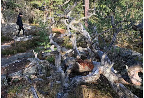 Hur jobbar kommunerna med friluftsliv?