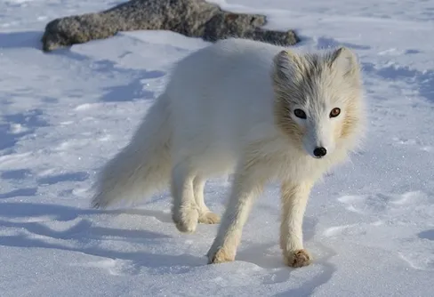 114 fjällrävsföryngringar i Skandinavien