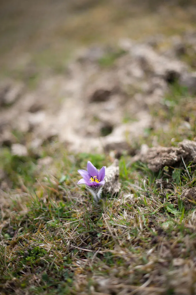 Klicka för att förstora