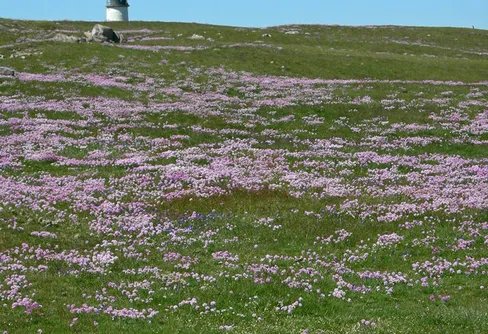 Strandvandring vid Morups Tånge