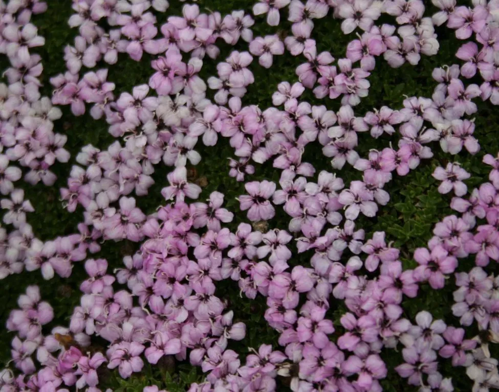Klicka för att förstora