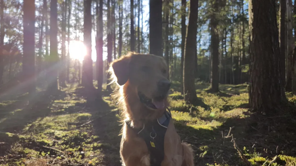 Klicka för att förstora