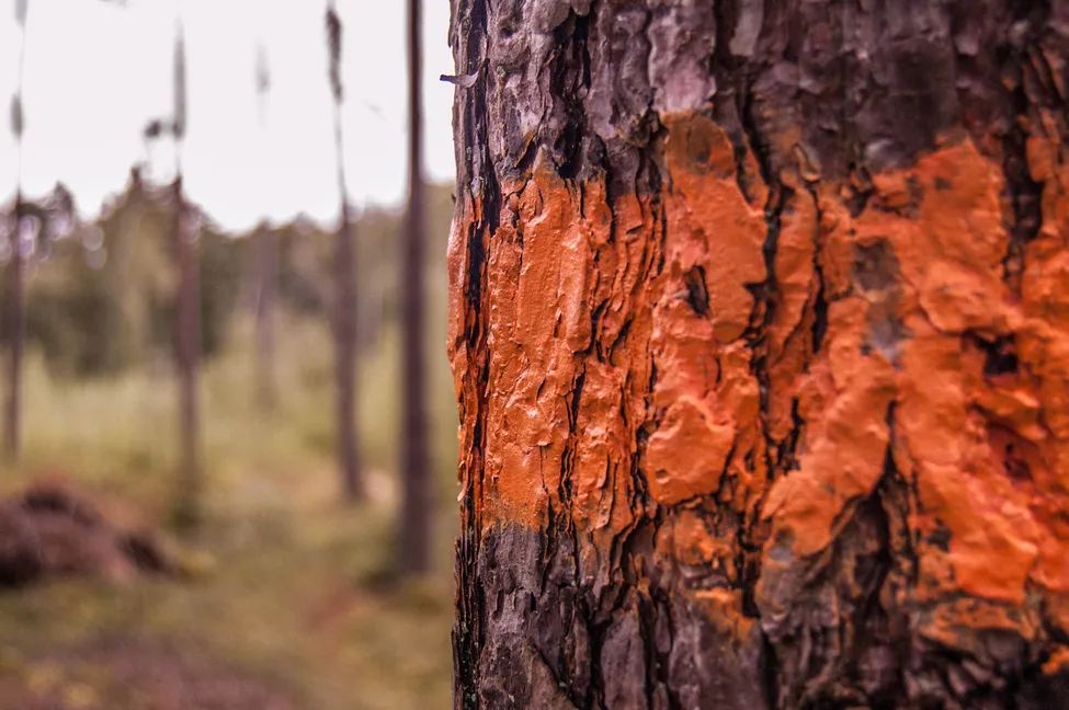 Klicka för att förstora